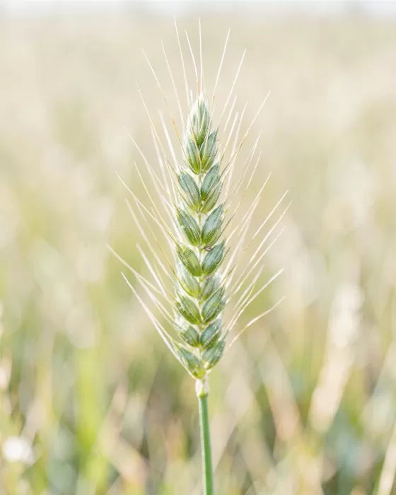 Brome Rising