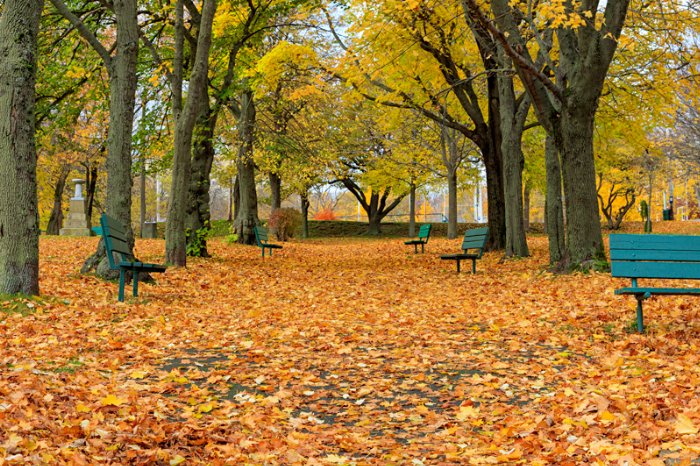 Fall In Victoria Park - Newfoundland art print