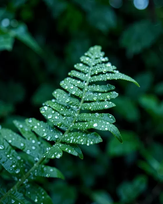 Dewdrop Spiral