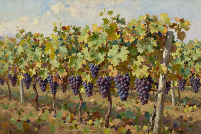 Grape Canopy
