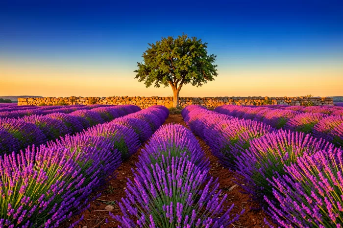 Lavender Rows III