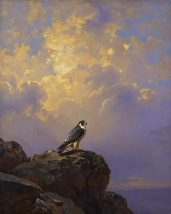 Sky Falcon