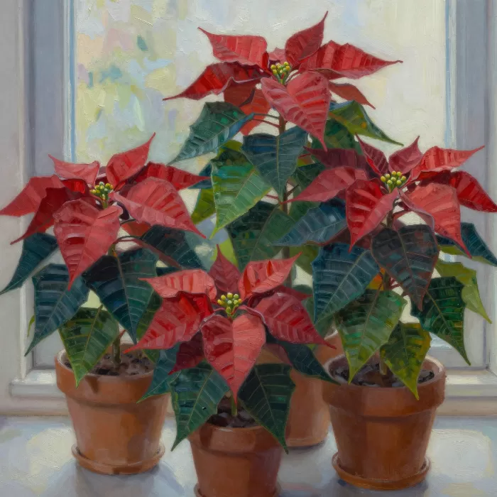 Morning Poinsettias