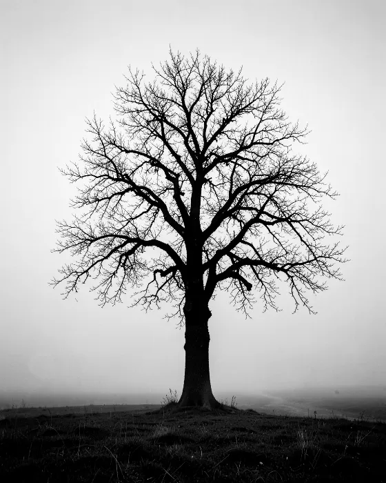 Mist And Oak