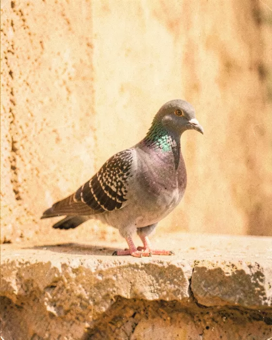 Amber Bird
