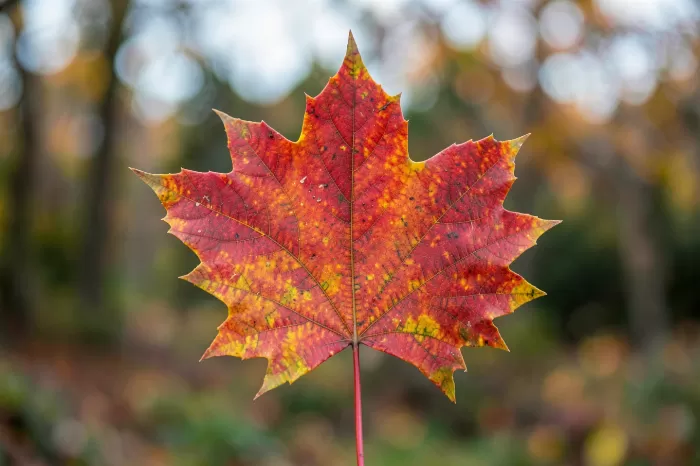 Maple Veins