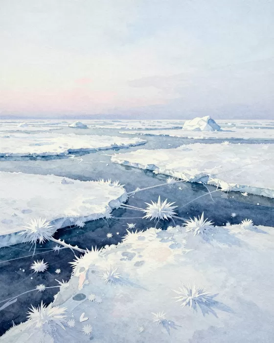 Frost Flowers