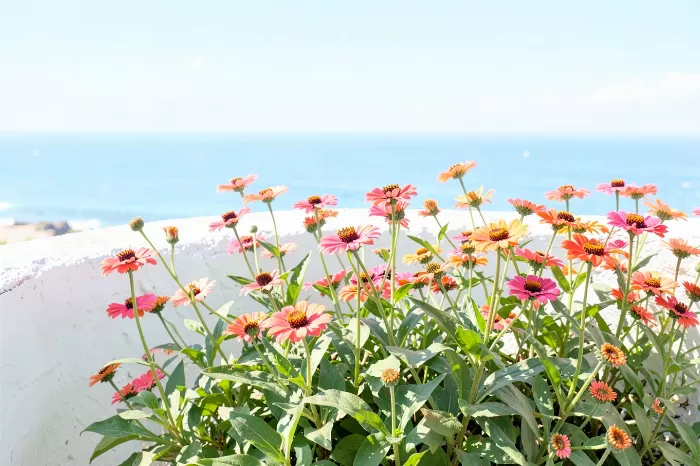 Zinnia Coast
