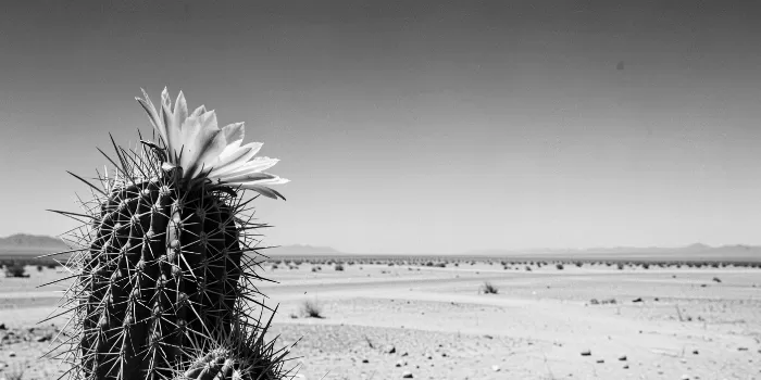 Lone Cactus