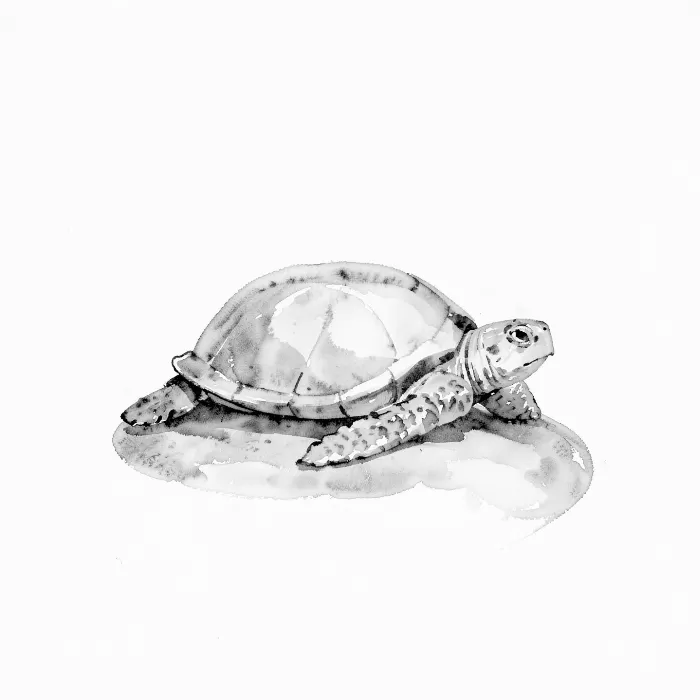 Stone Turtle