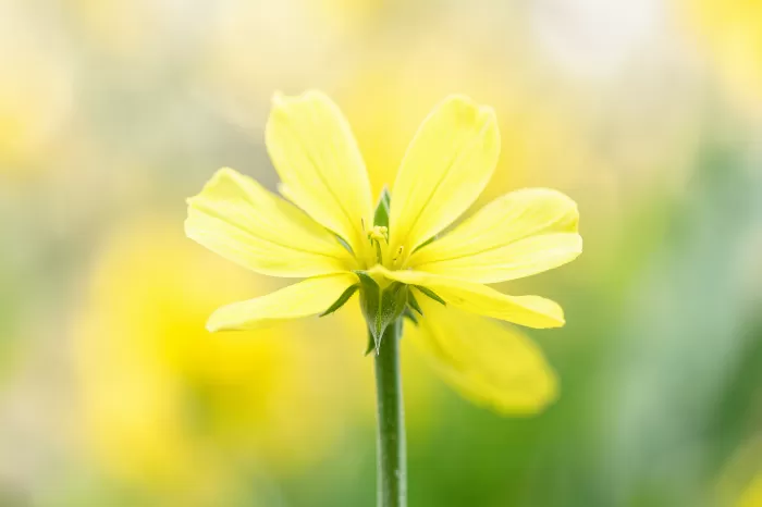 Canola Bloom