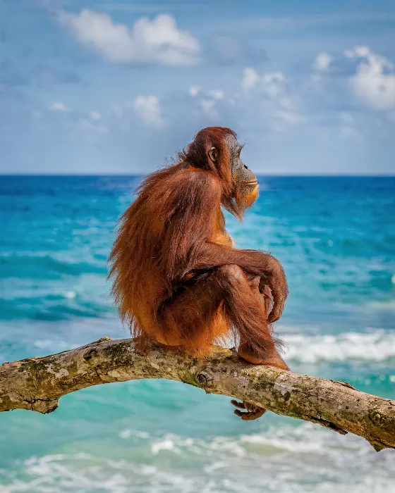 Orangutan Outlook
