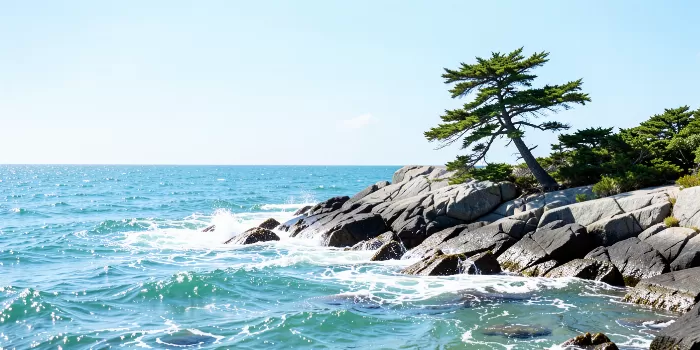 Windblown Spruce