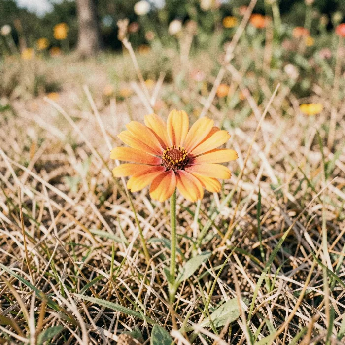 Tangerine Bloom