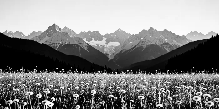 Mountain Wildflowers