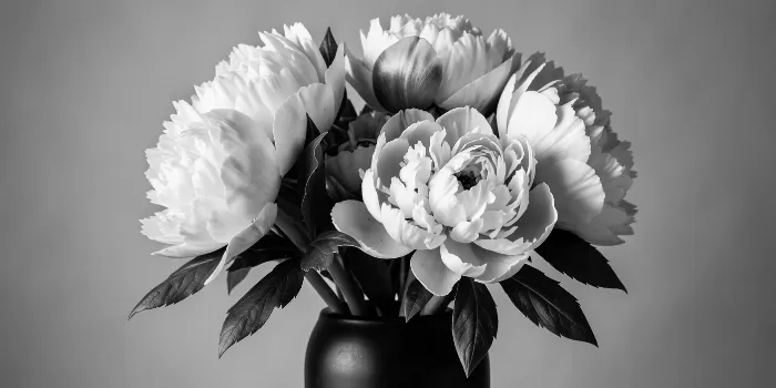 Dark Peonies