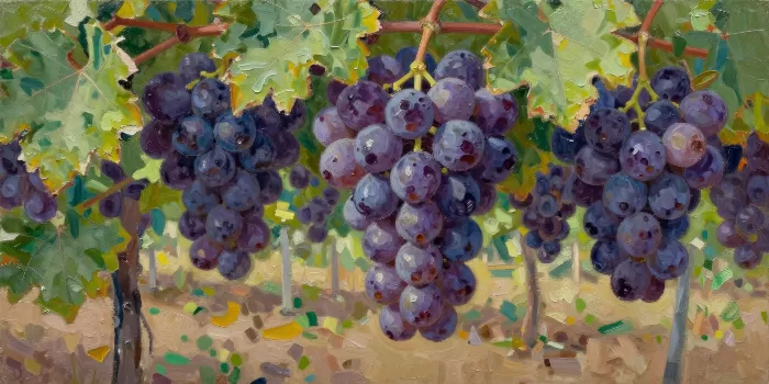 Vineyard Bunches