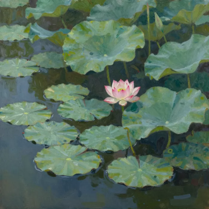 Lotus Rising
