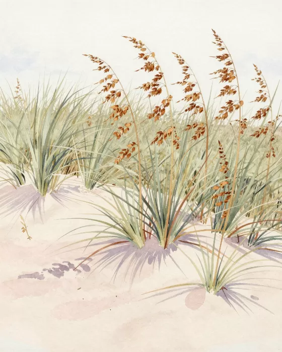 Sea Oat Breeze