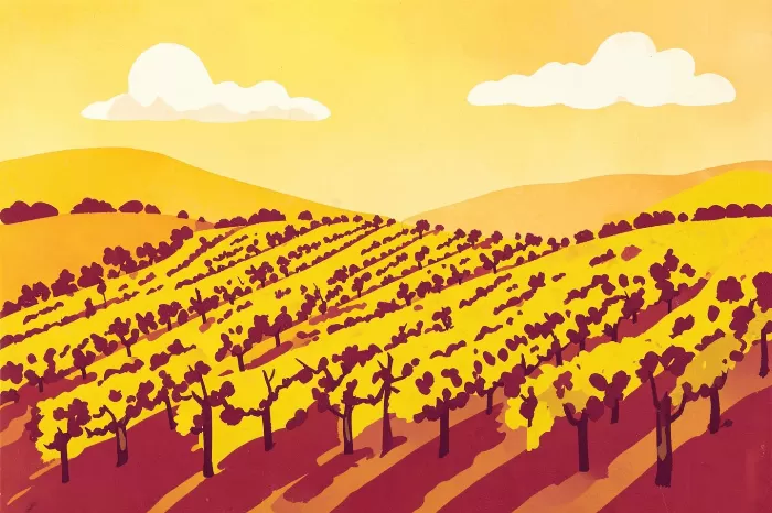Napa Vineyard