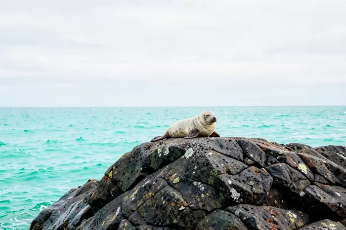 Alaskan Rest