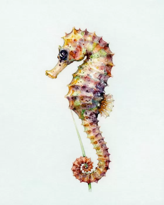 Eelgrass Drift