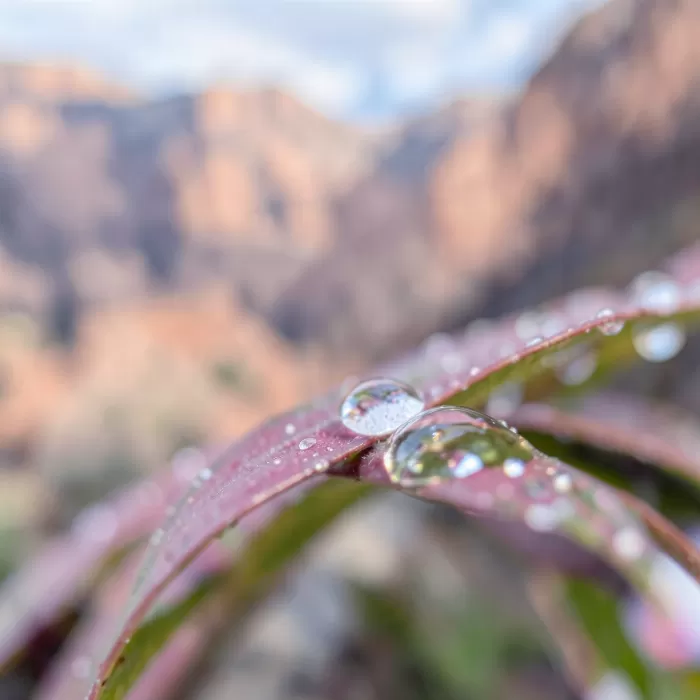 Canyon Drop