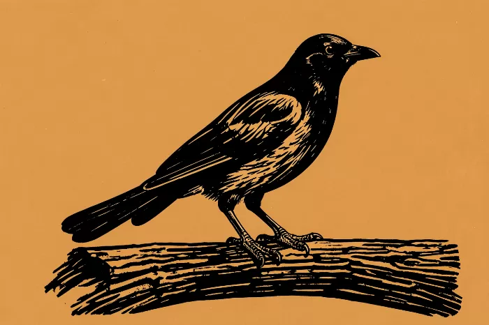 Magpie Perch