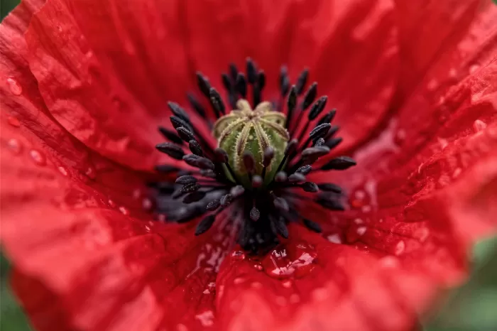 Poppy Macro