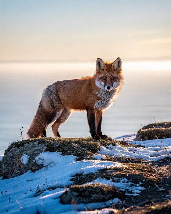 Coastal Fox
