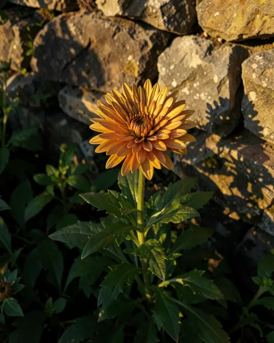 Amber Petal