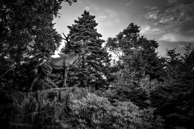 Caribou Bowring Park - Newfoundland art print