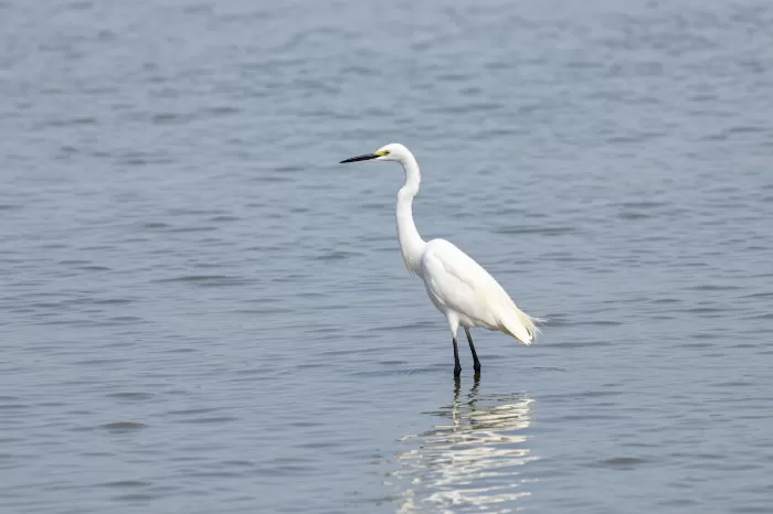 White Heron
