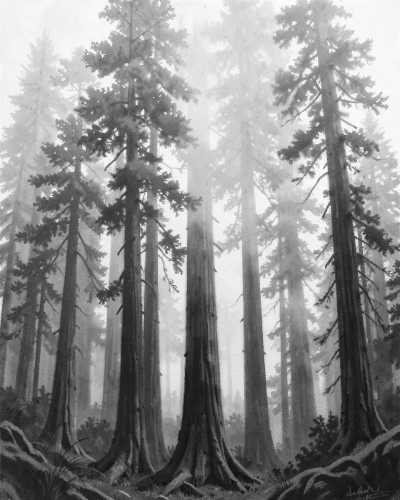 Fog Forest