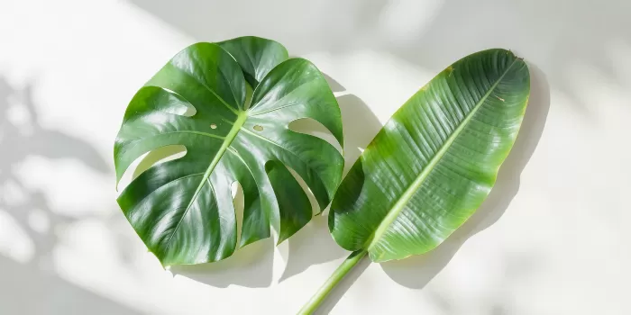 Monstera Banana