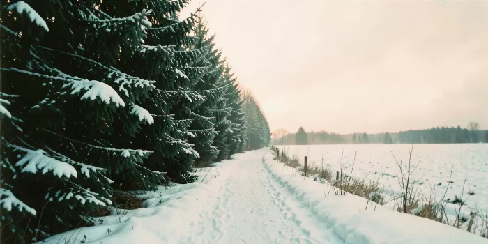 Snowy Evergreens