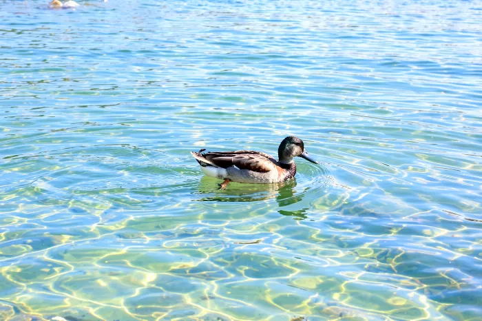 Drifting Duck