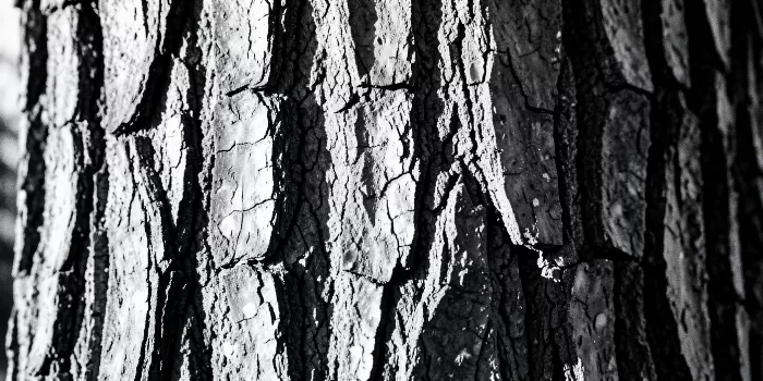 Oak Light