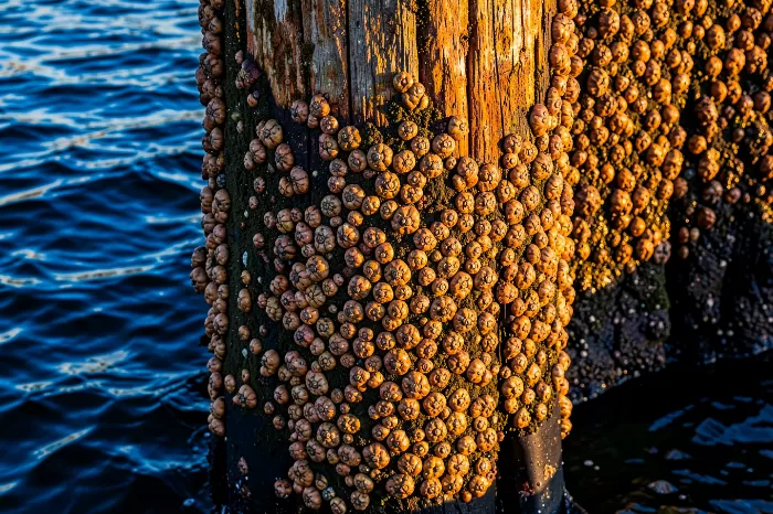 Amber Crust