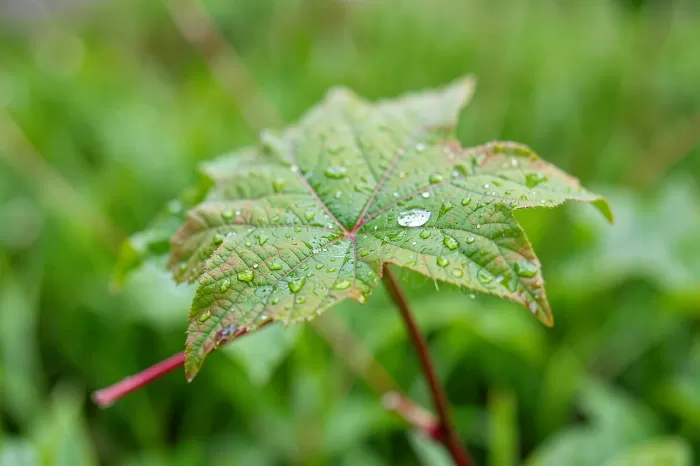 Dogwood Raindrop