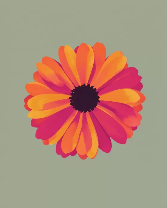 Coral Zinnia