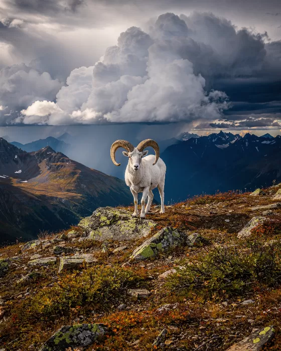 High Tundra
