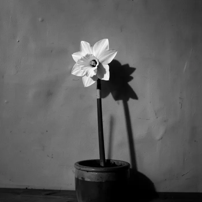 Sole Daffodil