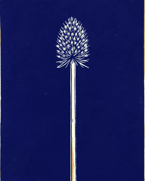 Indigo Stem