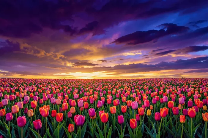 Tulip Dawn II