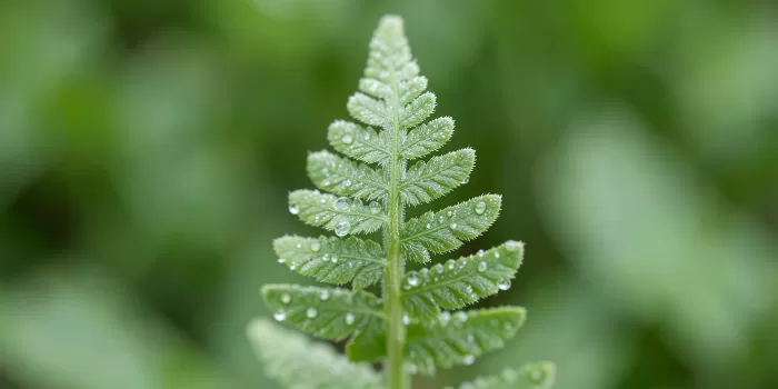 New Growth