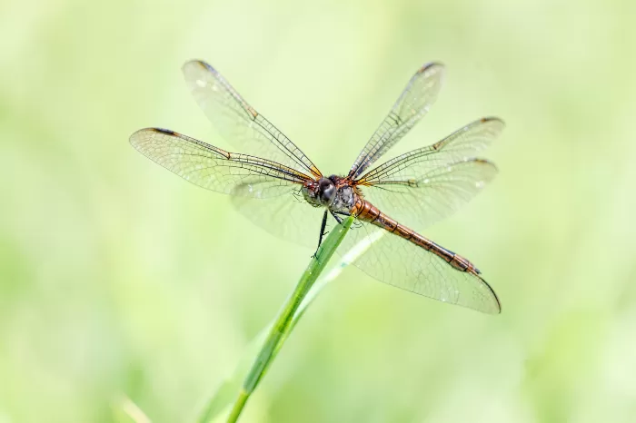 Dragonfly Rest