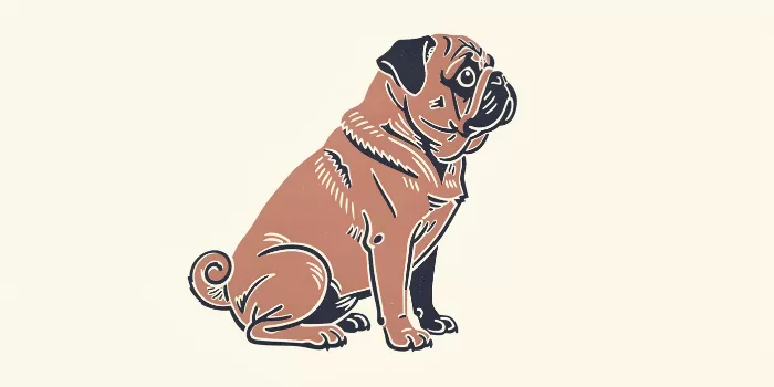 Indigo Pug