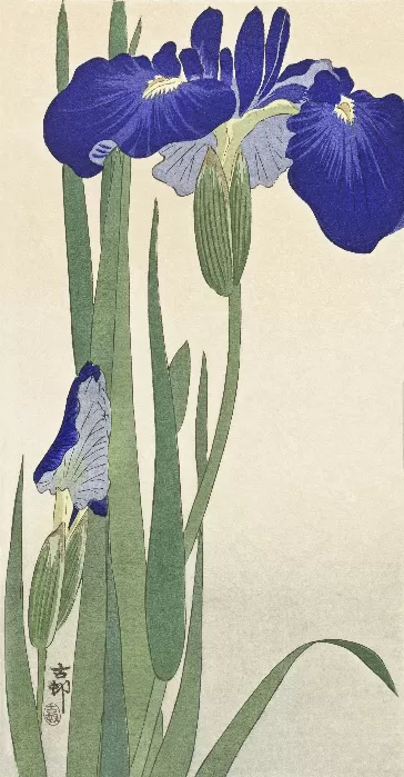 Blue Irises by Ohara Koson