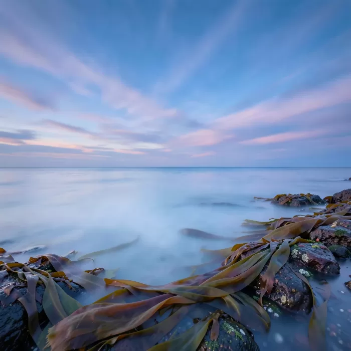 Silken Seaweed